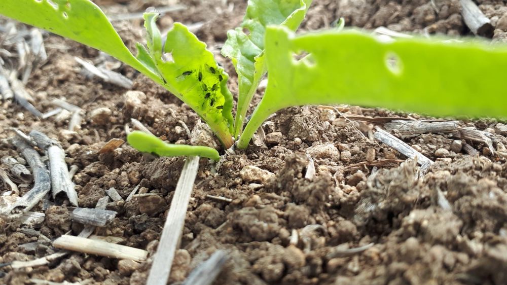 L’Efsa vérifie les autorisations de néonicotinoïdes sur betteraves