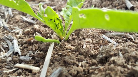 L’Efsa vérifie les autorisations de néonicotinoïdes sur betteraves L’Efsa vérifie les autorisations de néonicotinoïdes sur betteraves