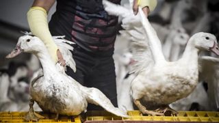Un premier cas de grippe aviaire confirmé dans un élevage français Un premier cas de grippe aviaire confirmé dans un élevage français
