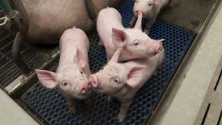 L’abattage-découpe plaide pour la castration des porcs L’abattage-découpe plaide pour la castration des porcs