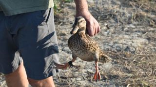 Les chasseurs saisissent le Conseil d’État Les chasseurs saisissent le Conseil d’État