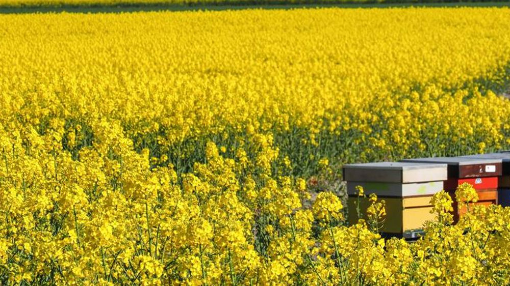 Pas encore dévoilé, le plan pollinisateurs fait déjà réagir
