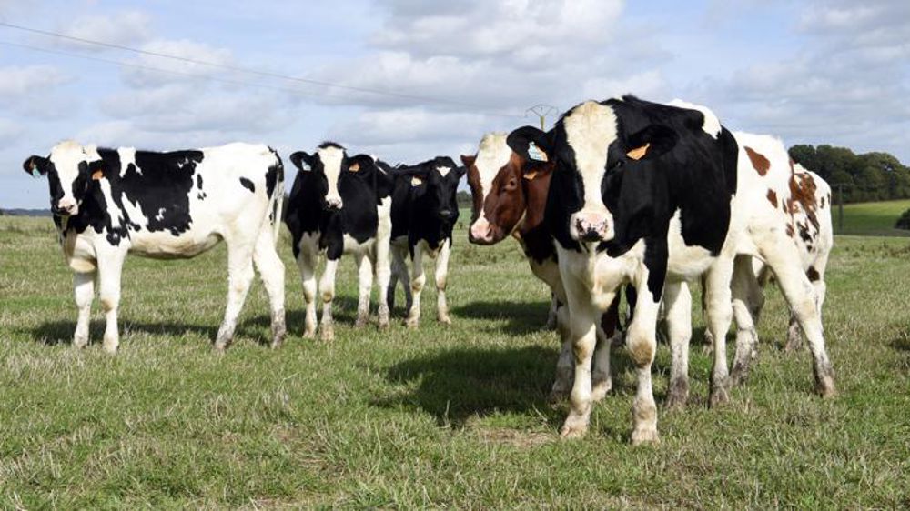 Gènes Diffusion propose une aide pour le génotypage des prim’holsteins