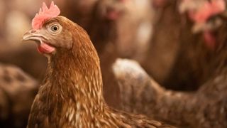 Le prix de l’alimentation des poules pondeuses augmente dangereusement Le prix de l’alimentation des poules pondeuses augmente dangereusement