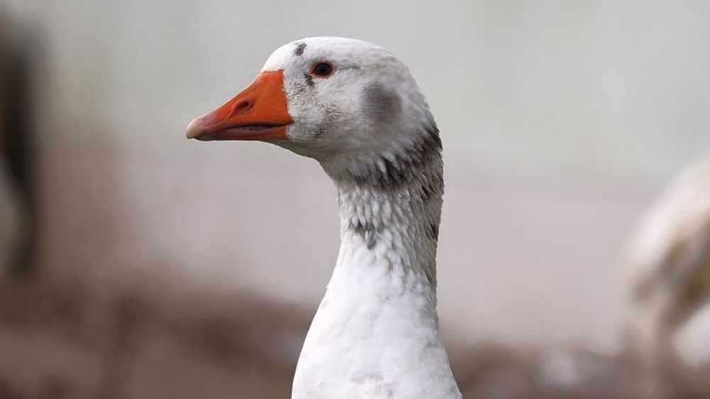 La France compte dix-huit foyers de grippe aviaire