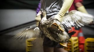 40 nouveaux foyers de grippe aviaire en France 40 nouveaux foyers de grippe aviaire en France