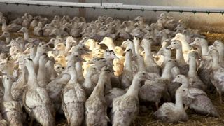 « L’État doit accompagner les éleveurs touchés par la grippe aviaire » « L’État doit accompagner les éleveurs touchés par la grippe aviaire »