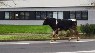 Un taurillon en cavale sème la panique en centre-ville Un taurillon en cavale sème la panique en centre-ville