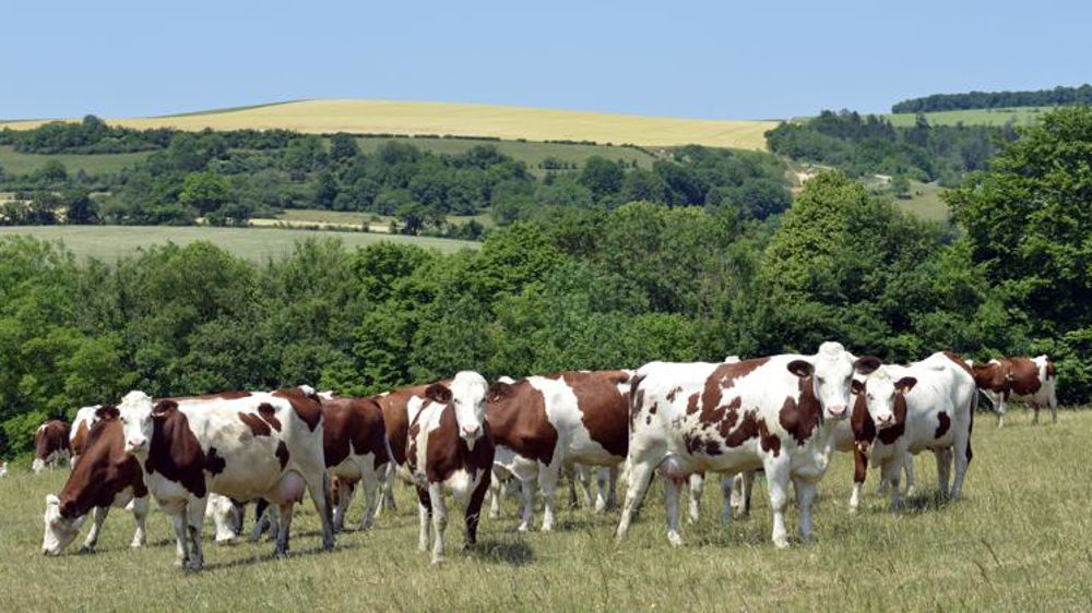 La FNSEA veut rémunérer les services environnementaux de l’élevage