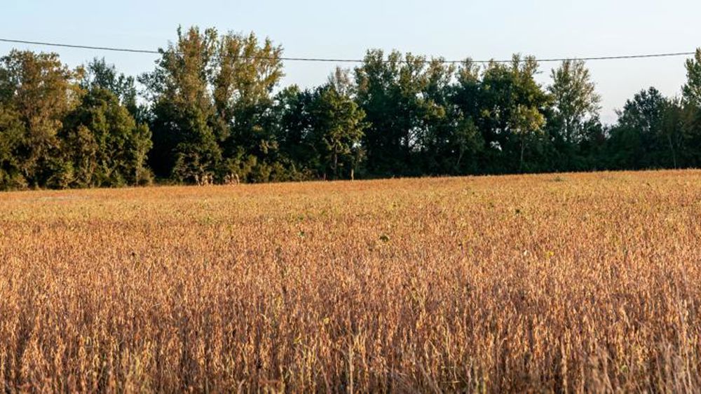 La production européenne d’oléagineux devrait stagner d’ici à 2030