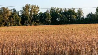 La production européenne d’oléagineux devrait stagner d’ici à 2030 La production européenne d’oléagineux devrait stagner d’ici à 2030
