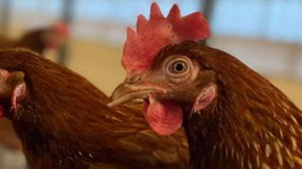 La neige et le froid ne stoppent pas les travaux agricoles