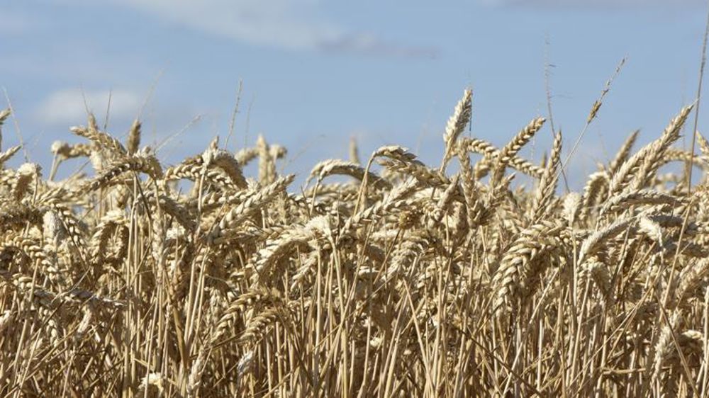 Une production record de blé en vue pour 2021-2022