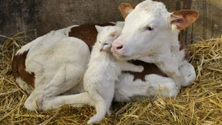 Les animaux de compagnie bientôt soumis à un score carbone ? Les animaux de compagnie bientôt soumis à un score carbone ?