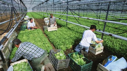 Les employeurs espèrent faire entrer les saisonniers agricoles Les employeurs espèrent faire entrer les saisonniers agricoles