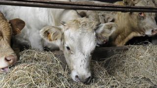Un recours contre la ferme des 1 200 taurillons dans la Vienne Un recours contre la ferme des 1 200 taurillons dans la Vienne