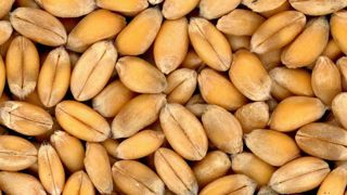 L’USDA revoit les stocks de blé et de soja à la baisse L’USDA revoit les stocks de blé et de soja à la baisse