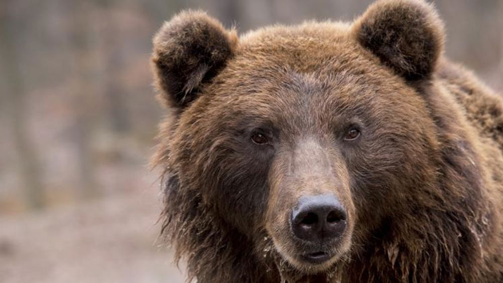 La Confédération paysanne demande plus de moyens pour effaroucher les ours