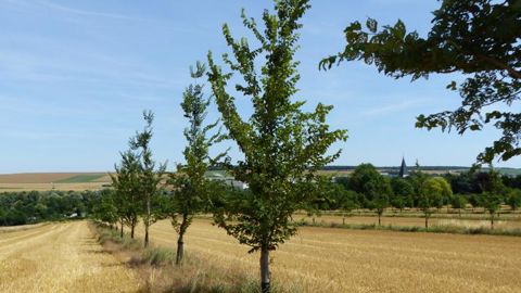 Les potentiels de l’agroforesterie face aux enjeux climatiques Les potentiels de l’agroforesterie face aux enjeux climatiques