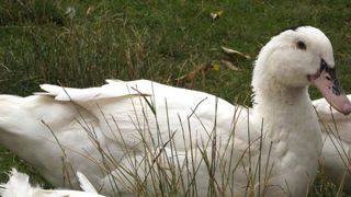 Une souche de grippe aviaire transmissible à l’Homme repérée en Russie Une souche de grippe aviaire transmissible à l’Homme repérée en Russie