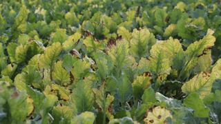 L’arrêté sur les néonicotinoïdes est une nouvelle fois attaqué L’arrêté sur les néonicotinoïdes est une nouvelle fois attaqué