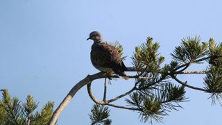 La chasse à la tourterelle des bois toujours suspendue La chasse à la tourterelle des bois toujours suspendue