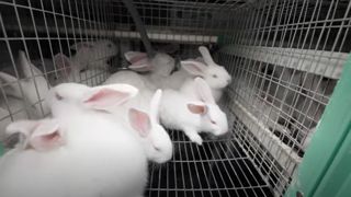L214 porte plainte contre un élevage de lapins L214 porte plainte contre un élevage de lapins