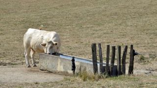 État d’urgence pour l’élevage de ruminants État d’urgence pour l’élevage de ruminants