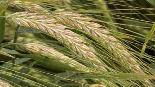 Les prix de l’orge brassicole en net repli Les prix de l’orge brassicole en net repli
