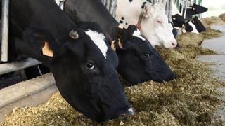 L’élevage pris en étau par la flambée du prix de l’aliment L’élevage pris en étau par la flambée du prix de l’aliment