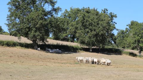 Le rendement des prairies permanentes est le plus faible depuis 2003, observe Agreste. Le rendement des prairies permanentes est le plus faible depuis 2003, observe Agreste.
