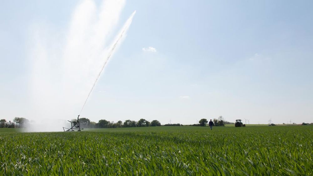 Les cultures souffrent du manque d’eau