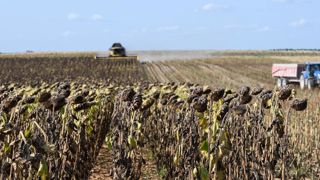 Des rendements en tournesol très décevants Des rendements en tournesol très décevants