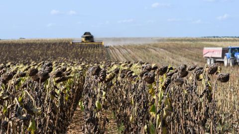 Des rendements en tournesol très décevants Des rendements en tournesol très décevants