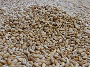 La moitié des surfaces de blé sont couvertes par les semences de ferme.