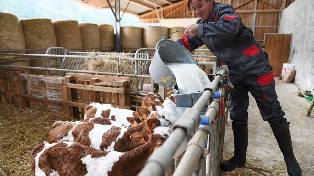Comment diminuer la production de lait à comté