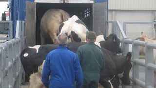 Attention aux faux acheteurs d’animaux Attention aux faux acheteurs d’animaux