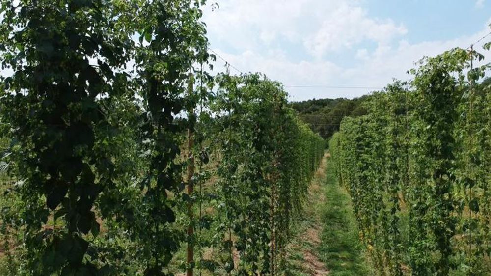 Une filière brassicole bio en construction