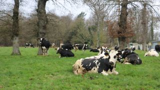 L’élevage laitier breton est à un tournant L’élevage laitier breton est à un tournant