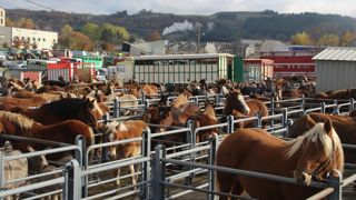 La demande de viande équine reste soutenue La demande de viande équine reste soutenue