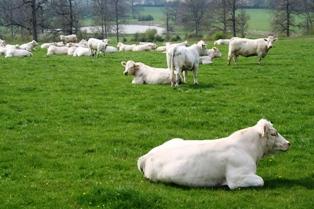 La filière viande bovine n'est pas suffisament attractive pour inciter des jeunes à s'installer.