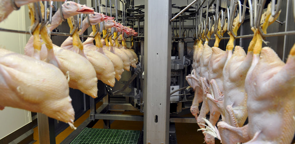 Les abattages de volailles de chair sont en repli de 9,1 % en juillet 2022.