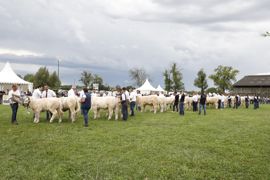 Concours national des veaux et veaux d'automne charolais à Magny-Cours le 7 septembre 2022. Concours national des veaux et veaux d'automne charolais à Magny-Cours le 7 septembre 2022.