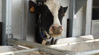 L'Institut de l'élevage cherche à voir jusqu'où il est intéressant de pousser l'alimentation de précision. L'Institut de l'élevage cherche à voir jusqu'où il est intéressant de pousser l'alimentation de précision.