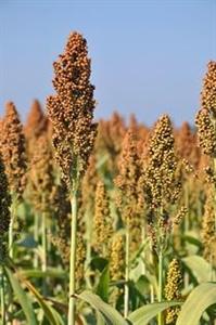 sorgho grain