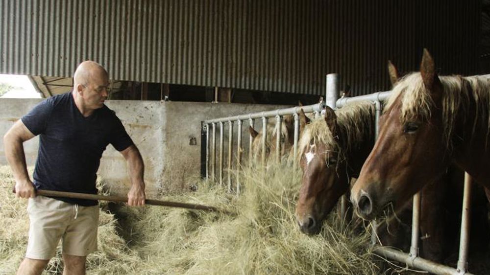Des chevaux de trait pour les Japonais