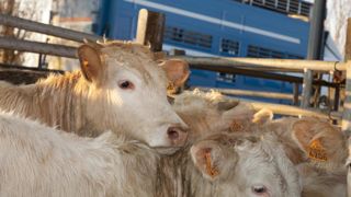 Les ventes de broutards vers l’Espagne et l’Algérie au ralenti Les ventes de broutards vers l’Espagne et l’Algérie au ralenti
