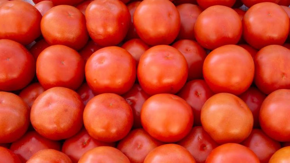 Hausse de 5 % attendue pour la production de tomates