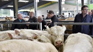 Les marchés aux bestiaux s’organisent face aux fortes chaleurs Les marchés aux bestiaux s’organisent face aux fortes chaleurs