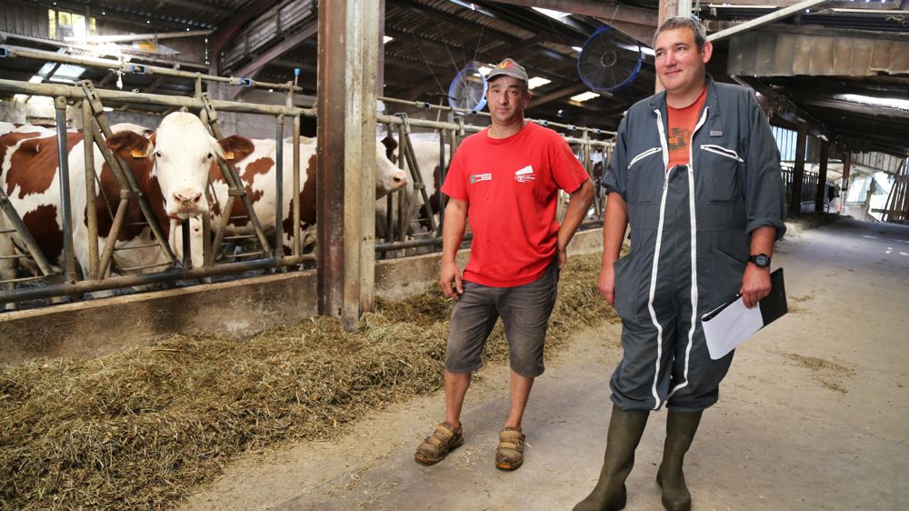 « Le pourcentage de vaches en train de manger est bon, souligne Yannick Blanc (à d.), qui réalise le diagnostic de stress thermique dans l’élevage de Damien Charrier. Mais il y a un peu trop de vaches oisives, à la recherche d’air frais. »